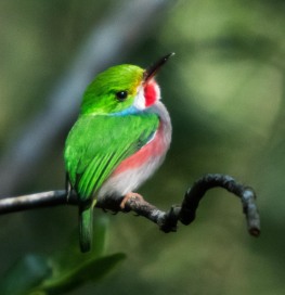Tropische Cubaanse vogel
